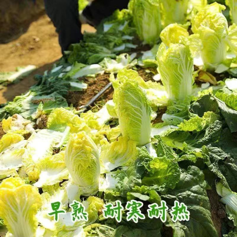 芭比娃娃菜种子黄心白菜种子大颗型阳台蔬菜种子