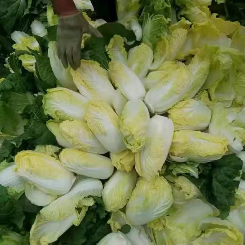 芭比娃娃菜种子黄心白菜种子大颗型阳台蔬菜种子