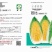 芭比娃娃菜种子黄心白菜种子大颗型阳台蔬菜种子
