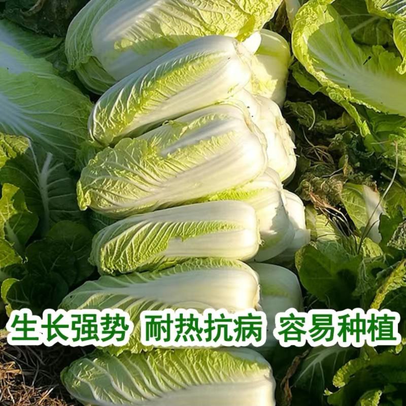 芭比娃娃菜种子黄心白菜种子大颗型阳台蔬菜种子