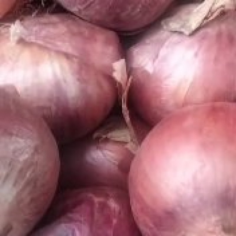 洋葱