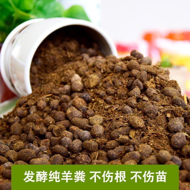 甘肃发酵纯羊粪工厂直发不伤根不伤苗欢迎全国客户订购