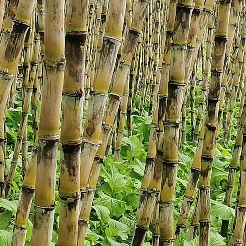 精品青皮甘蔗，黄皮甘蔗，一手货源，货量充足，欢迎采购