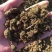 甘肃古浪黄花滩发酵纯羊粪量大从优货量稳定欢迎订购
