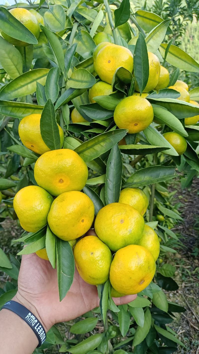 大量上市了