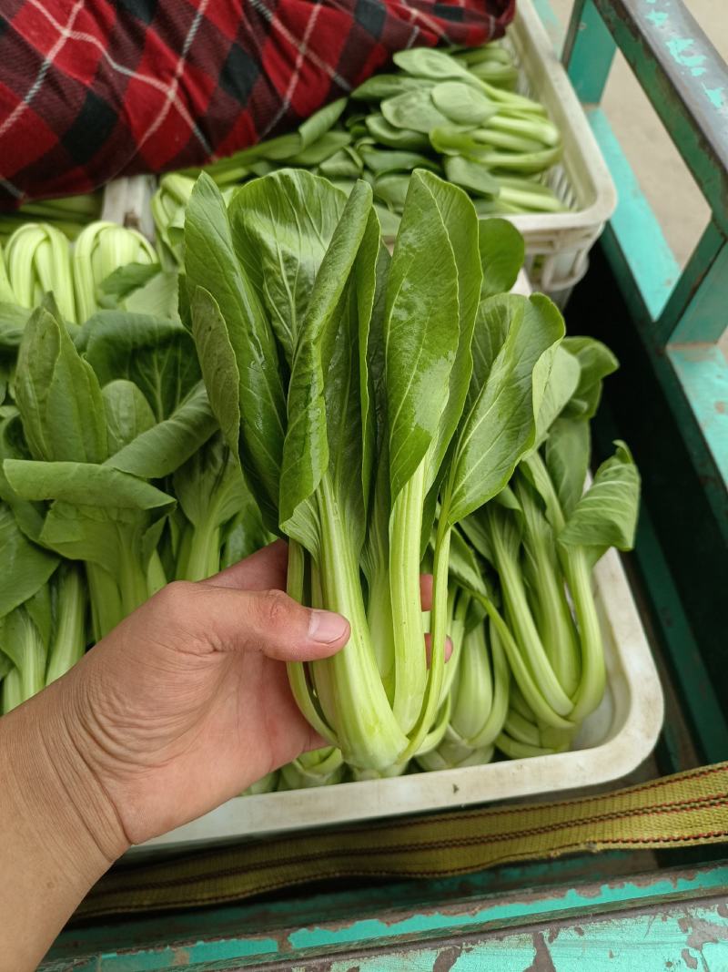 我是河北省邯郸市永年区小油菜市场，大量有货，需要联系我