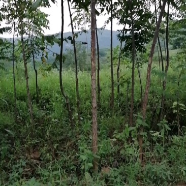 美国黑核桃苗