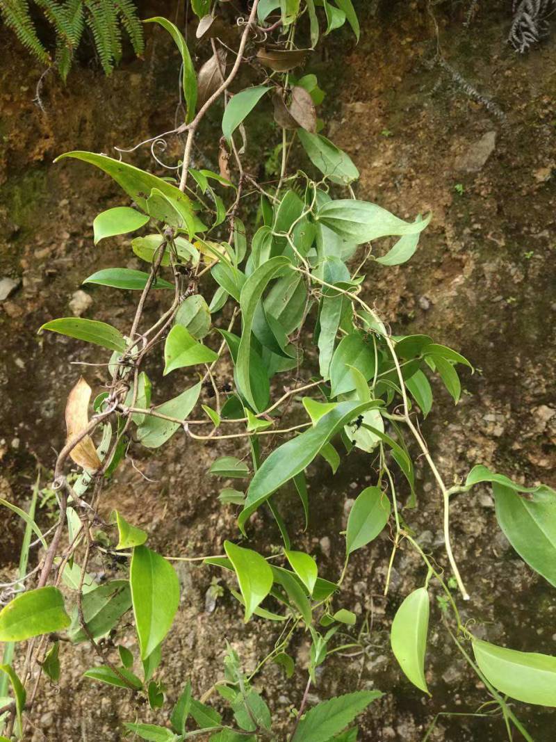 红肉土茯苓鲜货干片长期有货，价格优惠