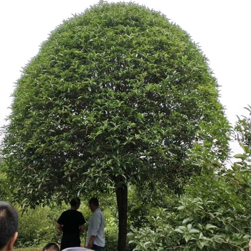 高杆桂花树地径15一20公分，各种规格齐全，常年大量供应