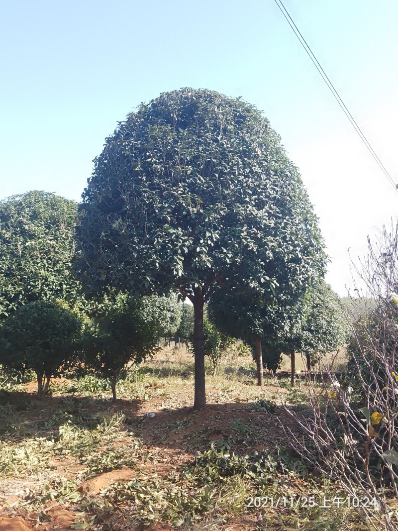 高杆桂花树地径15一20公分，各种规格齐全，常年大量供应