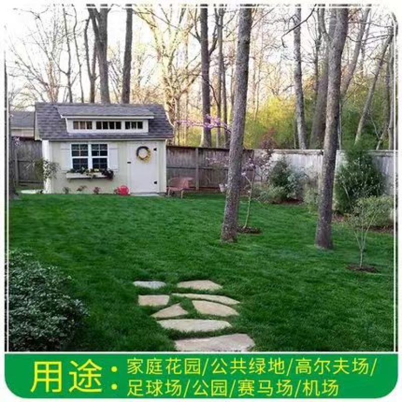 紫羊茅草种子进口草坪绿化草籽庭院护坡复绿耐寒草籽