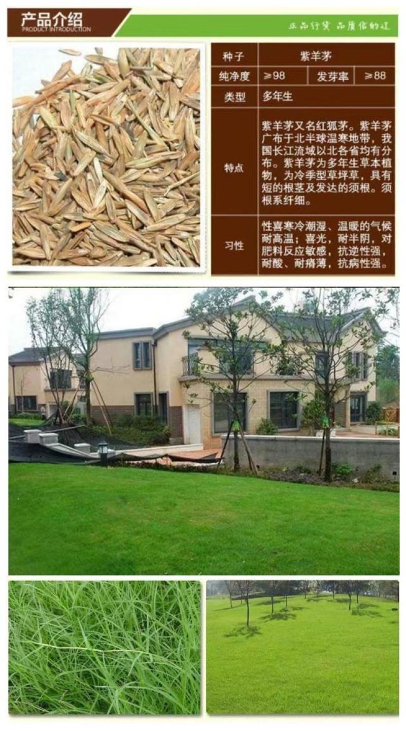 紫羊茅草种子进口草坪绿化草籽庭院护坡复绿耐寒草籽