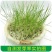 紫羊茅草种子进口草坪绿化草籽庭院护坡复绿耐寒草籽