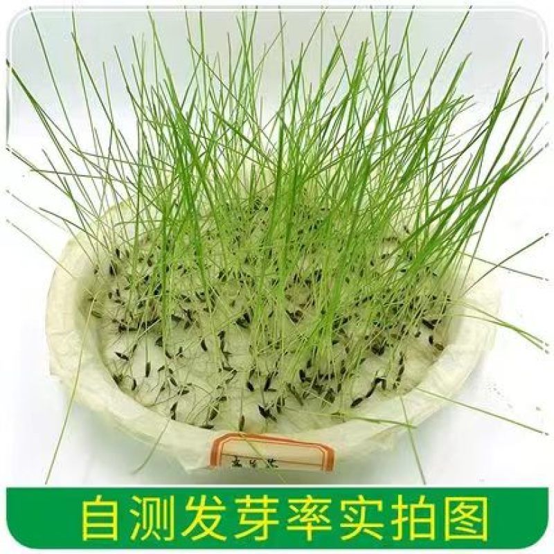 紫羊茅草种子进口草坪绿化草籽庭院护坡复绿耐寒草籽