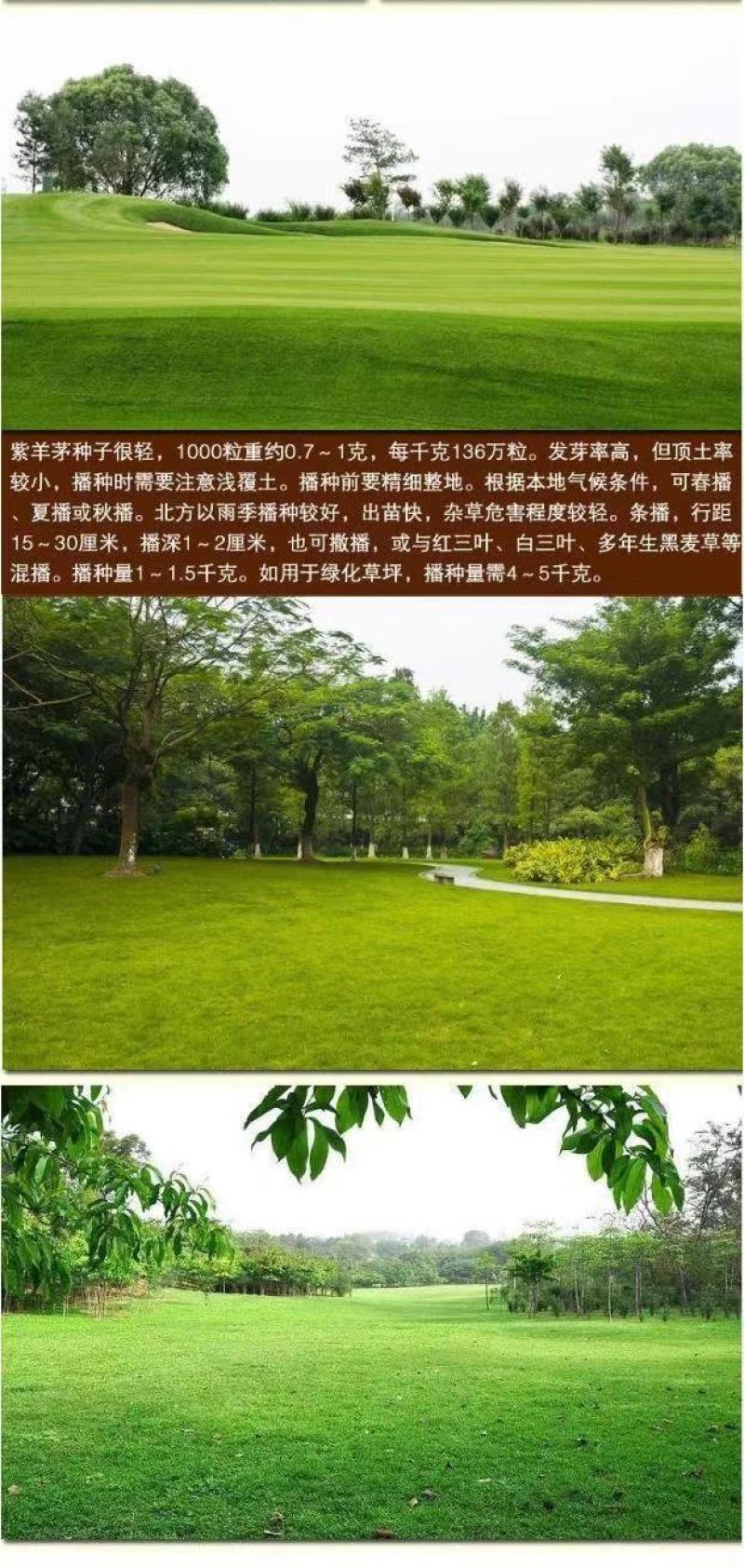 紫羊茅草种子进口草坪绿化草籽庭院护坡复绿耐寒草籽