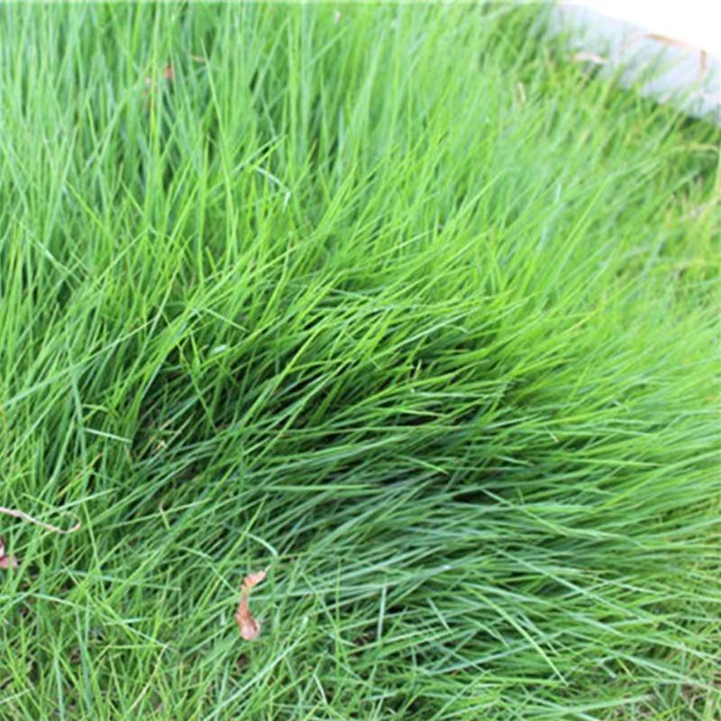 紫羊茅草种子进口草坪绿化草籽庭院护坡复绿耐寒草籽