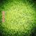 紫羊茅草种子进口草坪绿化草籽庭院护坡复绿耐寒草籽