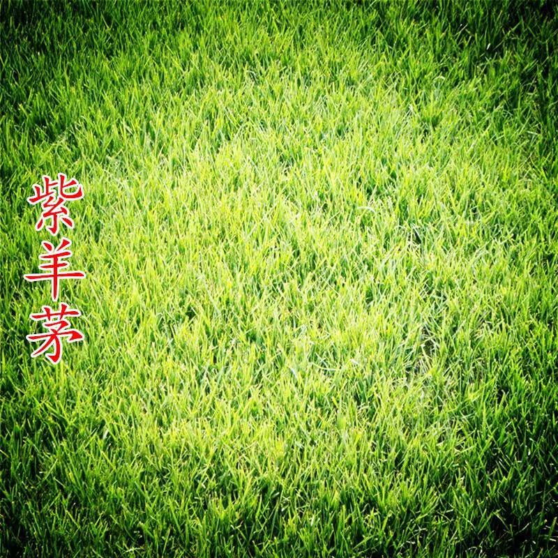 紫羊茅草种子进口草坪绿化草籽庭院护坡复绿耐寒草籽