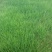 紫羊茅草种子进口草坪绿化草籽庭院护坡复绿耐寒草籽