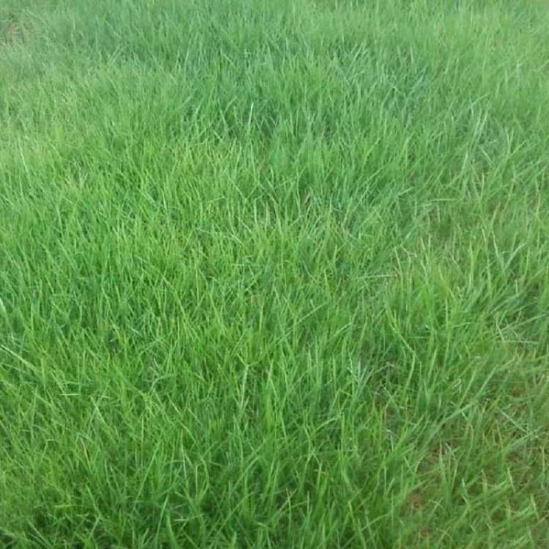 紫羊茅草种子进口草坪绿化草籽庭院护坡复绿耐寒草籽