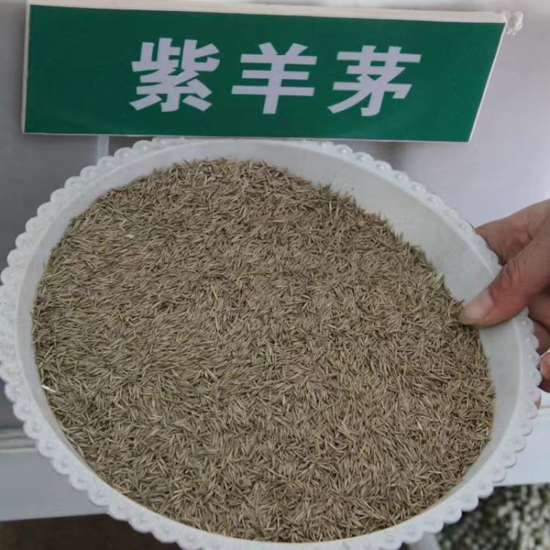 紫羊茅草种子进口草坪绿化草籽庭院护坡复绿耐寒草籽