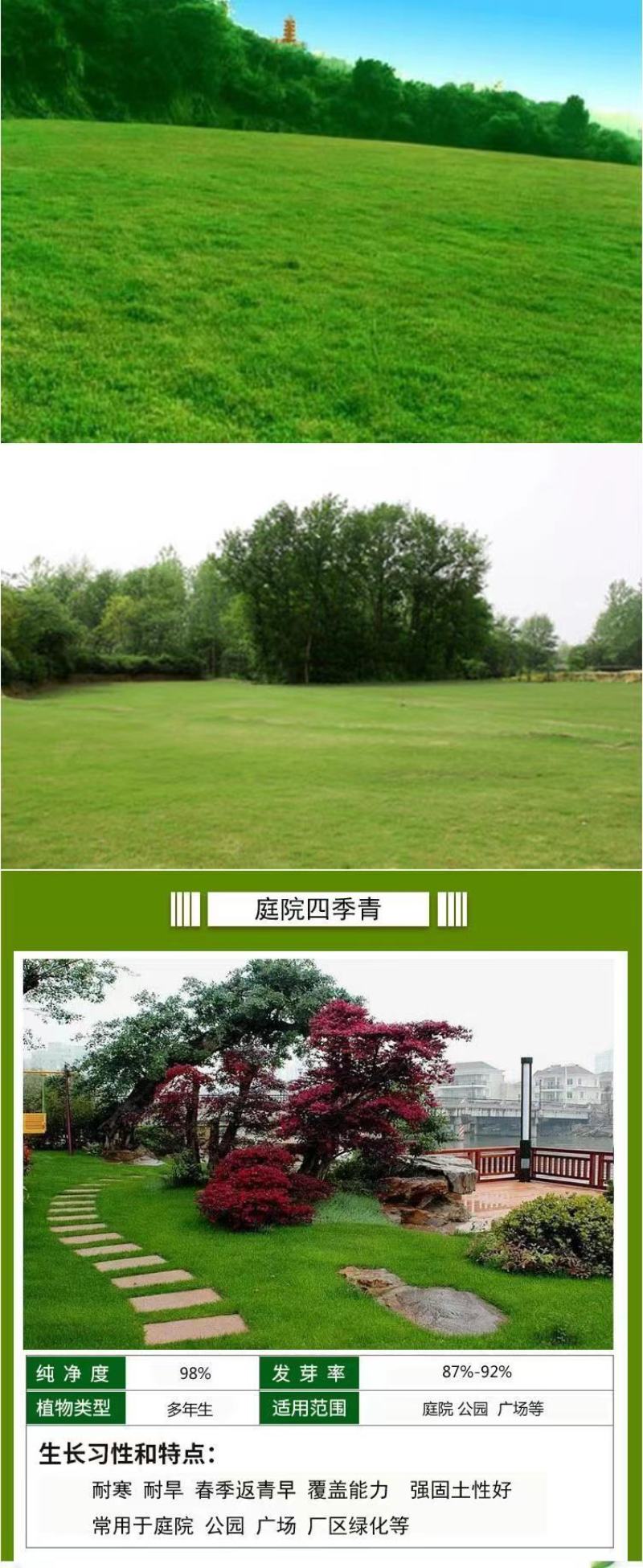 紫羊茅草种子进口草坪绿化草籽庭院护坡复绿耐寒草籽