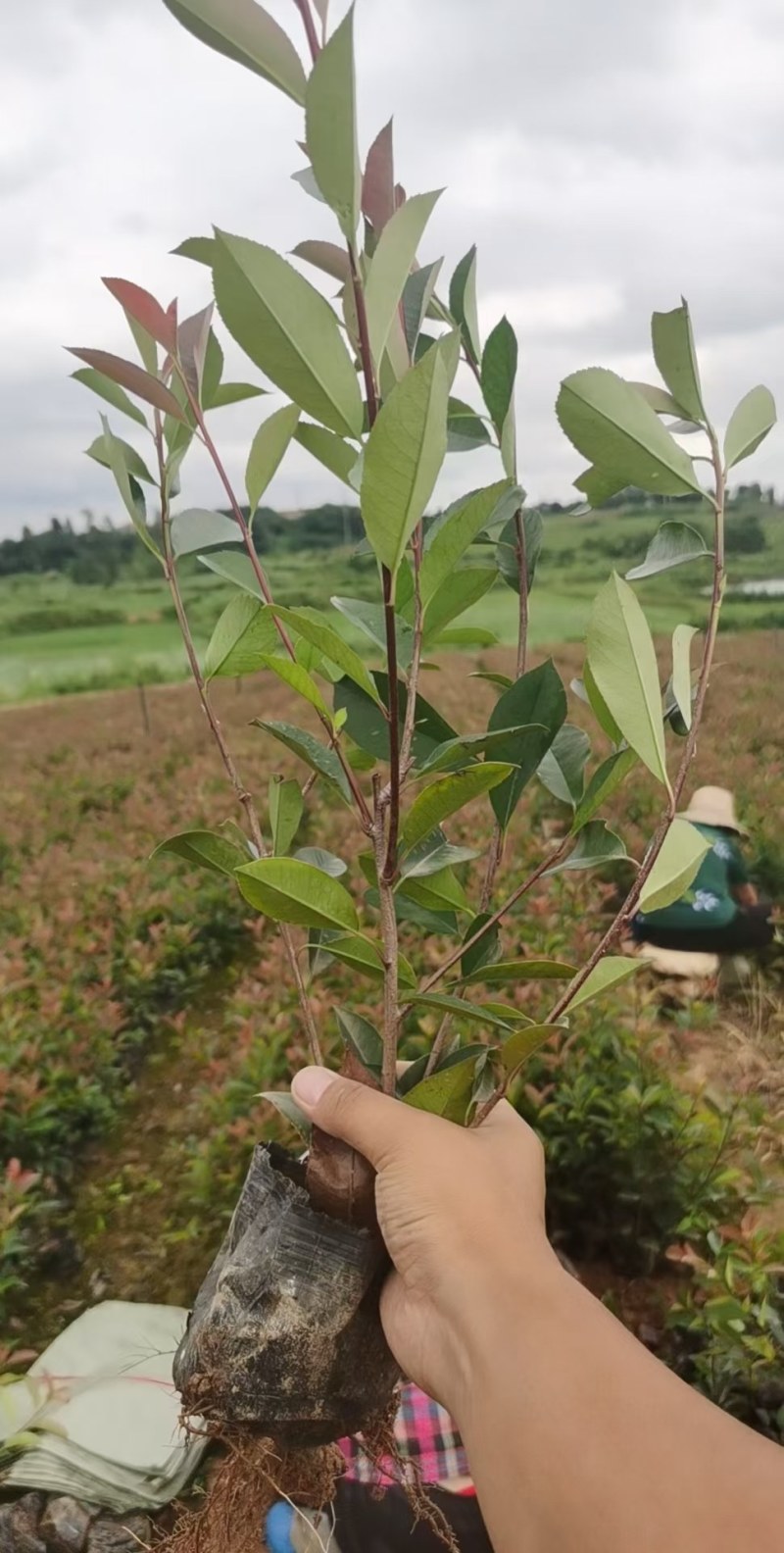 红叶石楠苗：扦插苗：大量有货，欢迎前来采购
