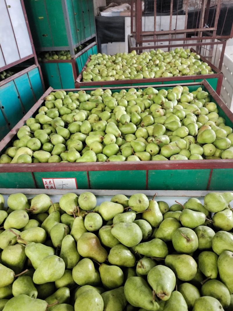洋梨大量接单
