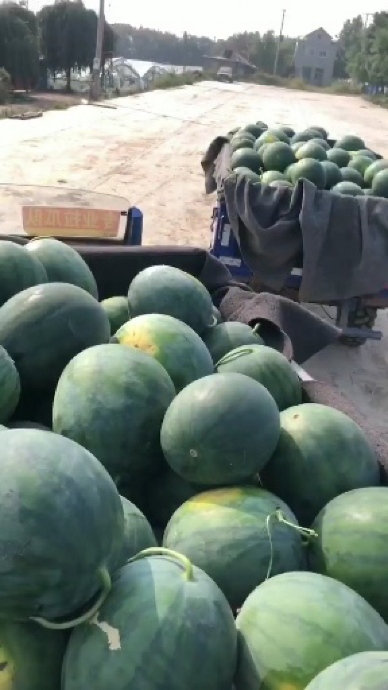 西瓜无仔西瓜无籽西瓜质量好耐运输诚信经营一手货源