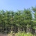 小叶榄仁树截杆细叶榄仁移植苗便宜小叶榄仁8-25公分