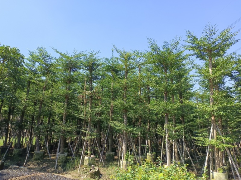 小叶榄仁树截杆细叶榄仁移植苗便宜小叶榄仁8-25公分