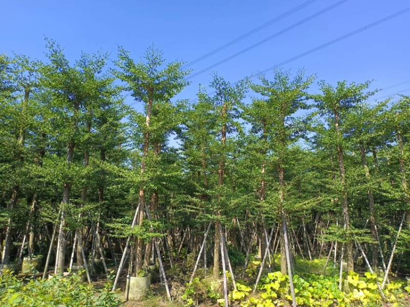 小叶榄仁树截杆细叶榄仁移植苗便宜小叶榄仁8-25公分