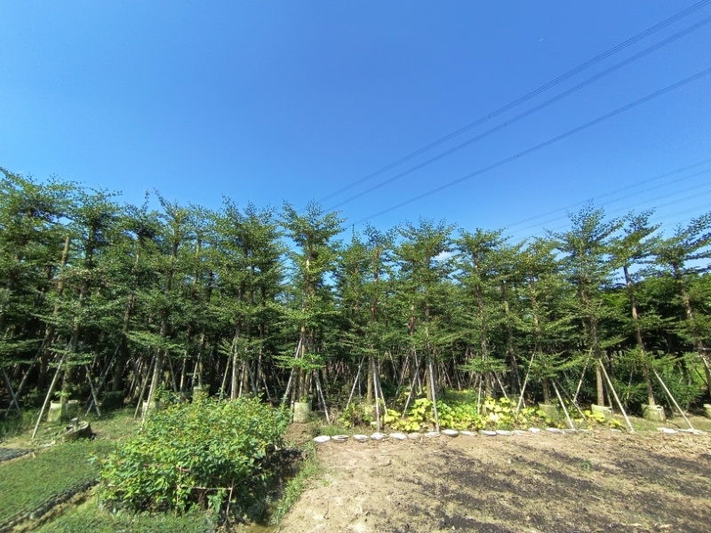 小叶榄仁树截杆细叶榄仁移植苗便宜小叶榄仁8-25公分
