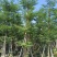 小叶榄仁树截杆细叶榄仁移植苗便宜小叶榄仁8-25公分
