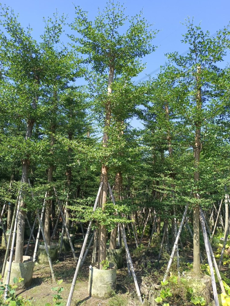 小叶榄仁树截杆细叶榄仁移植苗便宜小叶榄仁8-25公分