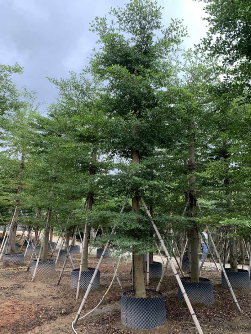 小叶榄仁树截杆细叶榄仁移植苗便宜小叶榄仁8-25公分