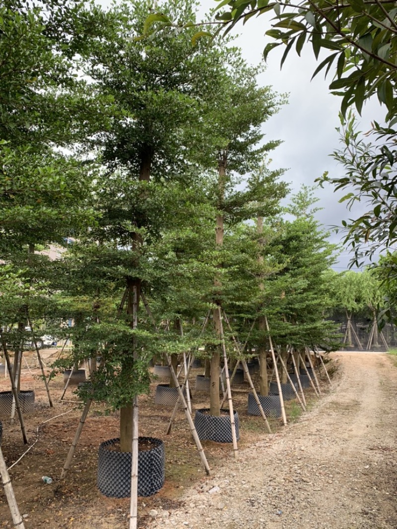小叶榄仁树截杆细叶榄仁移植苗便宜小叶榄仁8-25公分