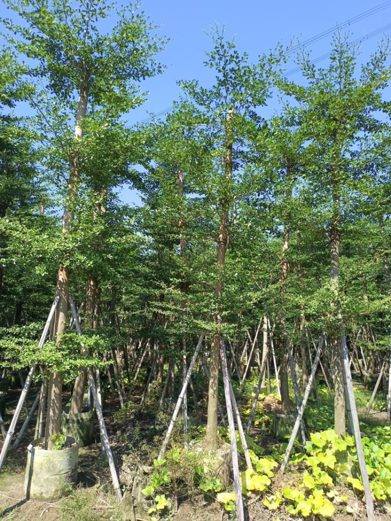 小叶榄仁树截杆细叶榄仁移植苗便宜小叶榄仁8-25公分