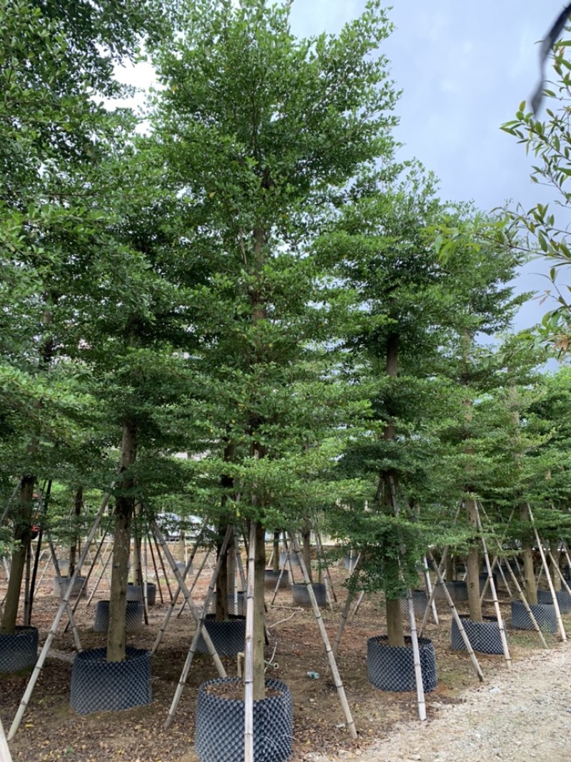 小叶榄仁树截杆细叶榄仁移植苗便宜小叶榄仁8-25公分