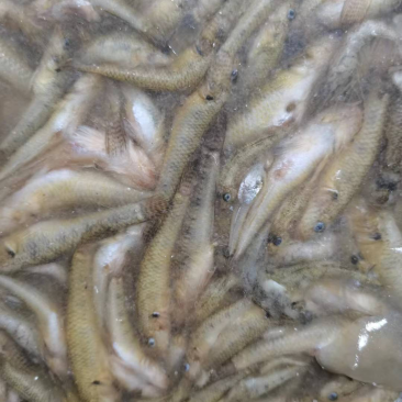 小黄鱼