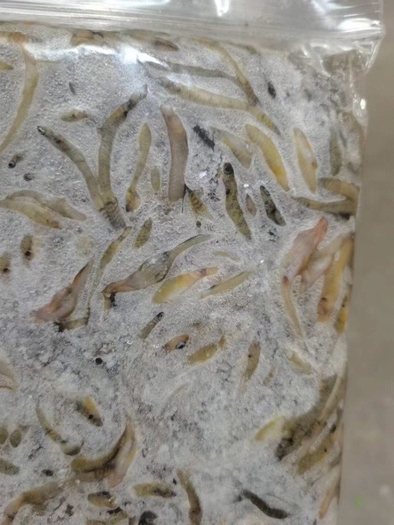 小黄鱼