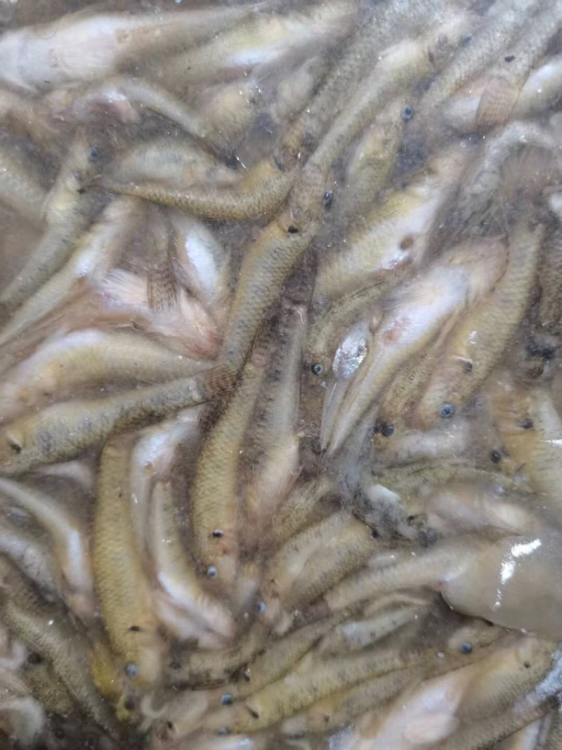 小黄鱼