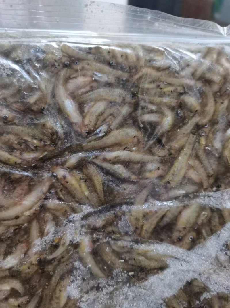 小黄鱼