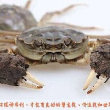 江苏兴精品大闸蟹，包活包肥，产地发货，价格优美质量有保证