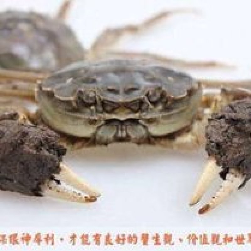 江苏兴精品大闸蟹，包活包肥，产地发货，价格优美质量有保证