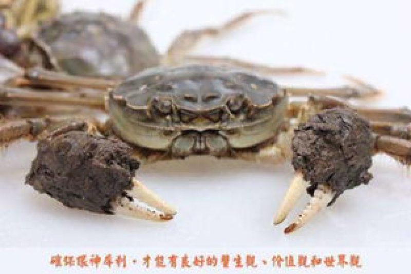 江苏兴精品大闸蟹，包活包肥，产地发货，价格优美质量有保证
