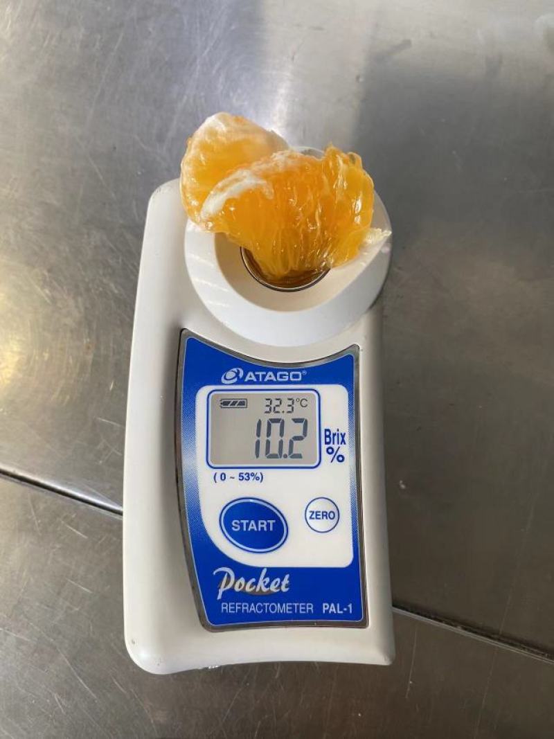 东方红蜜橘大量供应产地看货收货一手货源诚信代办纯甜好货