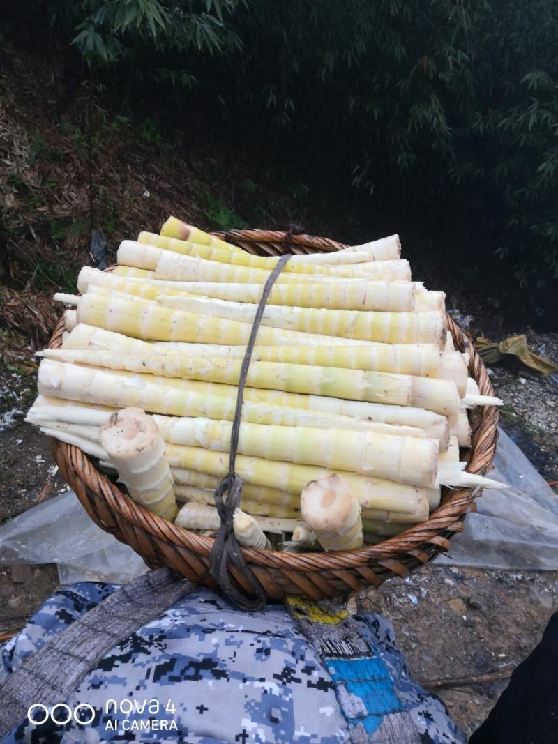 贵州桐梓大娄山方竹笋
