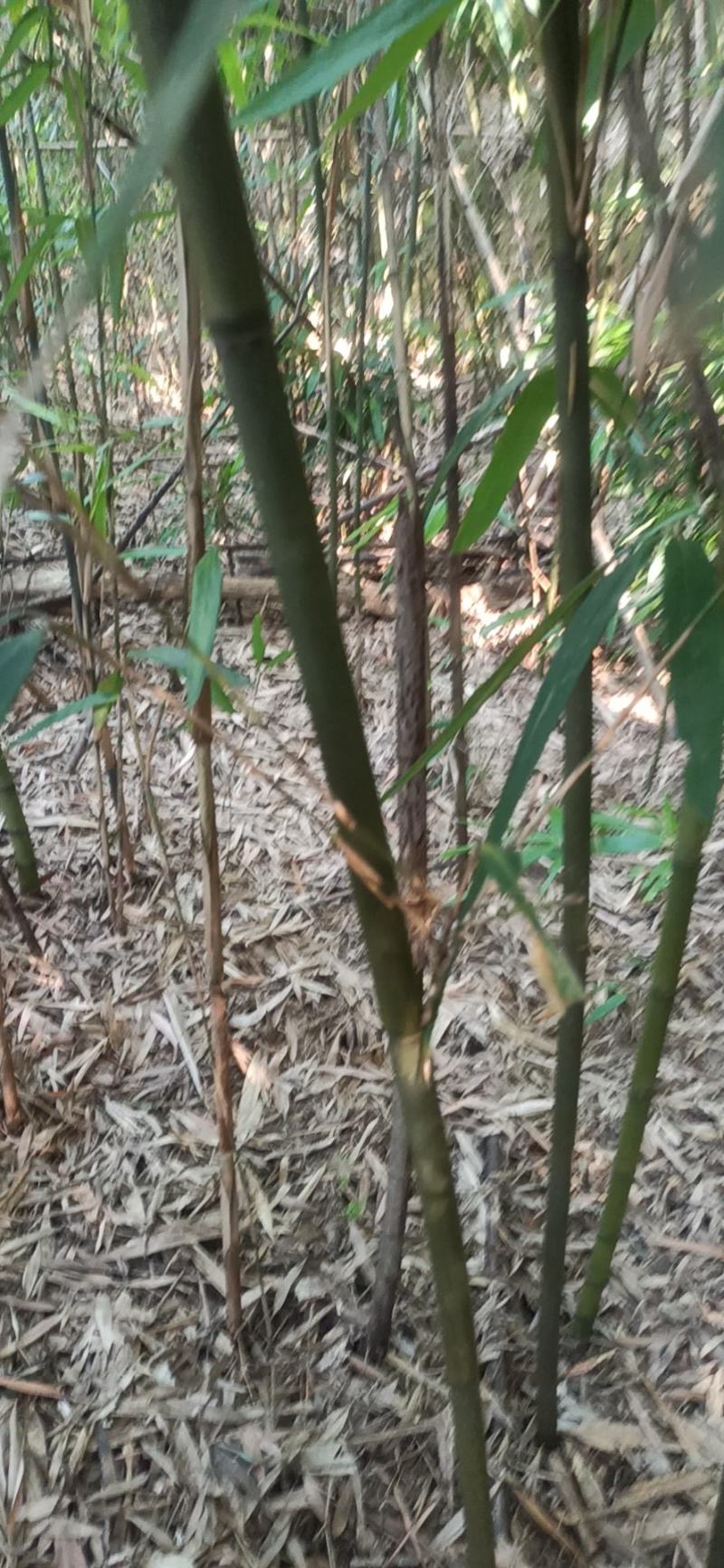 苦竹