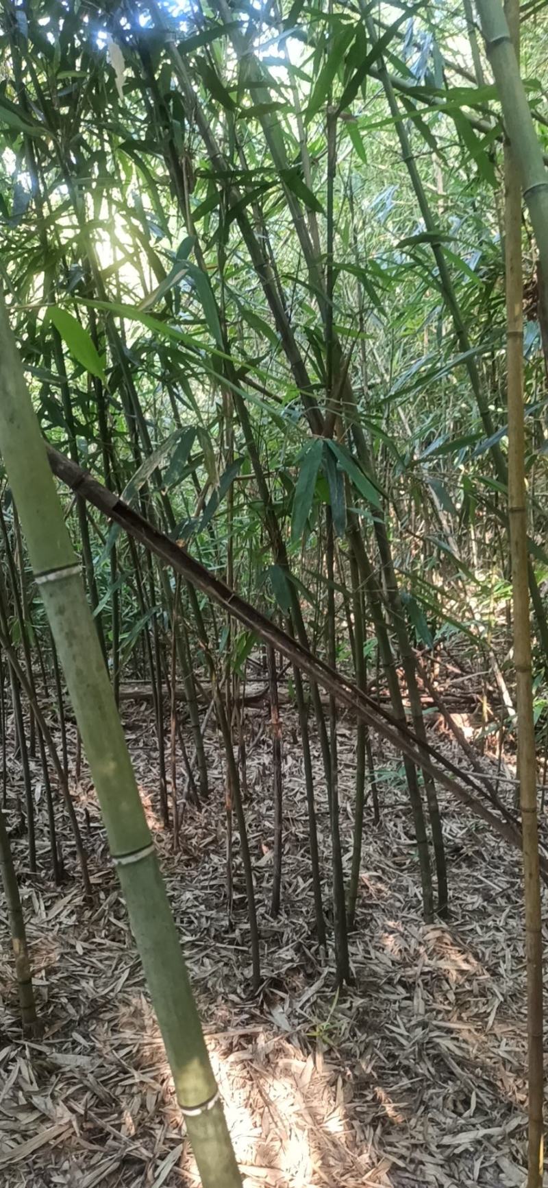 苦竹